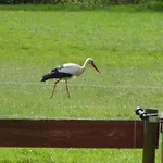 Im Spreewald In Idyllischer Alleinlage *