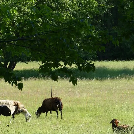 Im Spreewald In Idyllischer Alleinlage * Werben (Brandenburg)