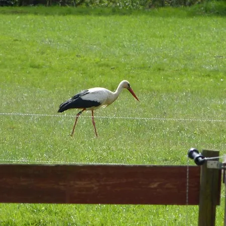 Im Spreewald In Idyllischer Alleinlage *