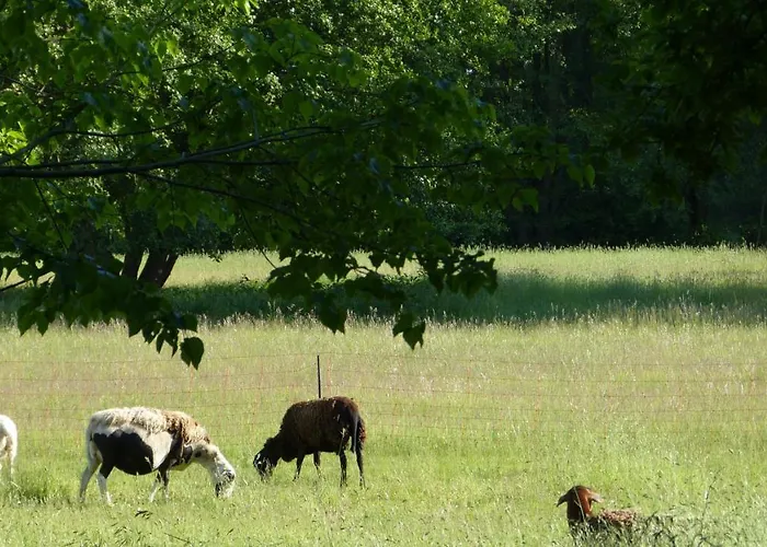 Im Spreewald In Idyllischer Alleinlage * Werben (Brandenburg)