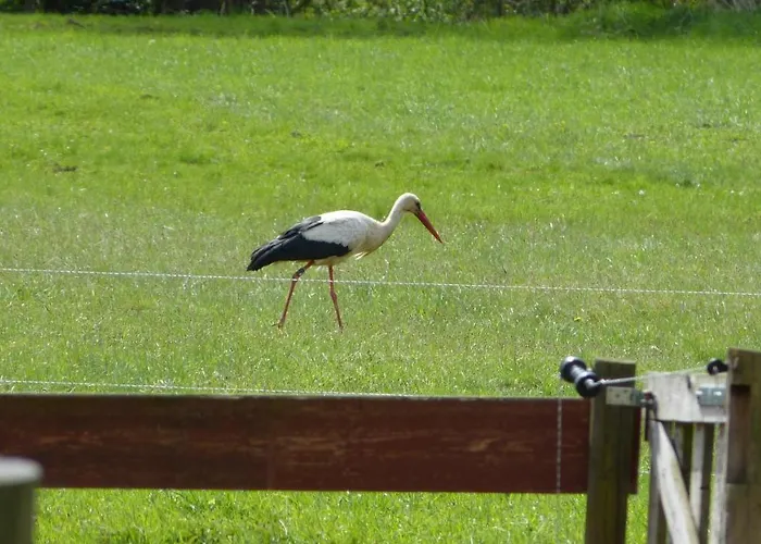 Im Spreewald In Idyllischer Alleinlage *